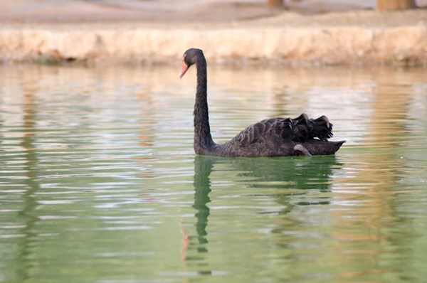 Al Qudra Lake Al Qudra Lake