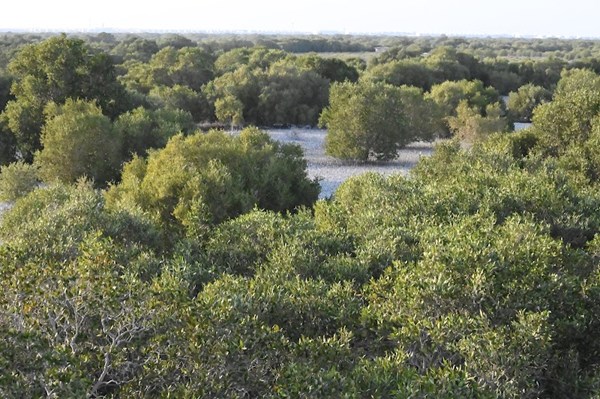 Jubail Mangrove Park Jubail Mangrove Park