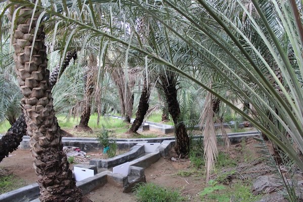 Al Ain Oasis Al Ain Oasis