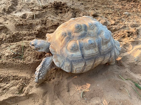UAE Pygmy Zoo UAE Pygmy Zoo
