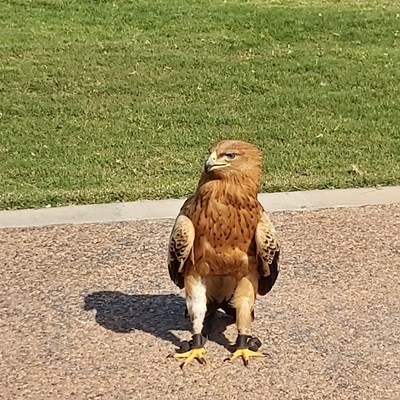 Kalba Bird of Prey Center Kalba Bird of Prey Center