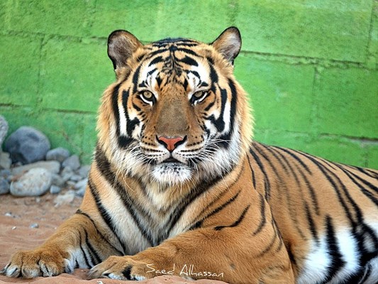 Ras Al Khaimah Zoo Ras Al Khaimah Zoo