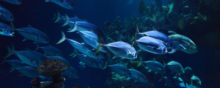Dubai Aquarium & Underwater Zoo